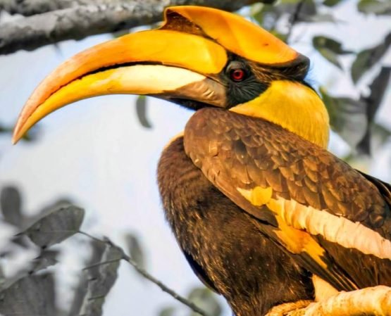 slider-bird-820X610