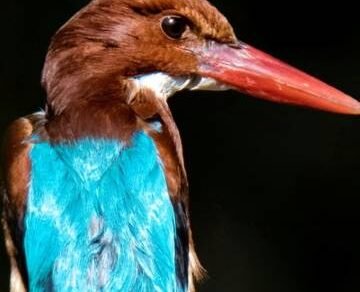 slider-birdwatching-image